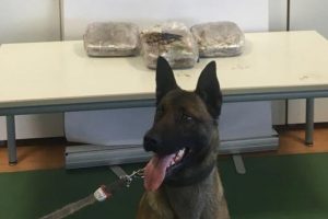 5 kilo 750 gram toz esrar ele ge&ccedil;irildi