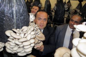 Bursa'da istiridye mantarı yetiştiriciliği yaygınlaşıyor