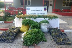 Antalya'da 7 bin 532 k&ouml;k hint keneviri ele ge&ccedil;irildi