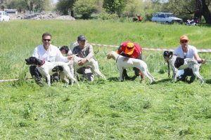 Av k&ouml;peklerinin g&uuml;zellik yarışması