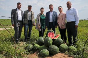 Adana'da 'ham karpuz timleri' iş başında