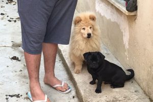 G&uuml;mr&uuml;k ka&ccedil;ağı yavru k&ouml;pekler satışa &ccedil;ıkarıldı
