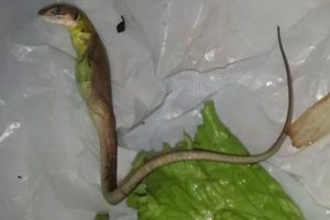 Marulun i&ccedil;inden &ccedil;ıkan yaratık sosyal medyayı karıştırdı