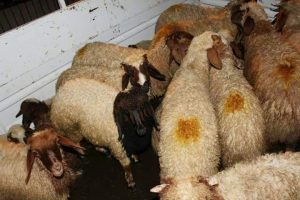 Adana'da k&uuml;&ccedil;&uuml;kbaş hayvan &ccedil;alan 4 kişi yakandı