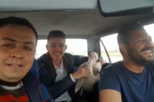 Pelikanla bir garip yolculuk