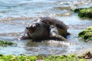 Kıyıya caretta caretta &ouml;l&uuml;s&uuml; vurdu