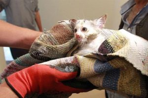Havalandırma boşluğuna düşen yavru kediyi AFAD kurtardı