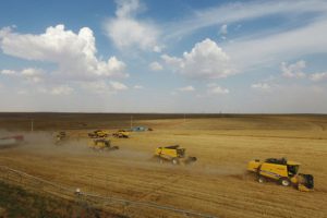 Yağışlar buğday gelişimini olumsuz etkiledi