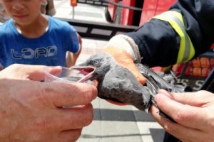 Bursa'da ağaçta asılı kalan yavru kargayı itfaiye kurtardı