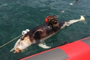Balıkesir'de silahla öldürülmüş bir yunus bulundu