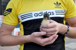 Bursa'da minik ördek sahibiyle caddelerde gezip kahveye gidiyor