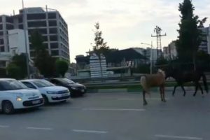 Bursa'da ana yola çıkan atlar trafiği tehlikeye soktu