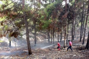 Ormanlık alan iki haftada 10 defa yandı