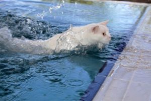 Van'da yüzücü kediler yetiştirilecek