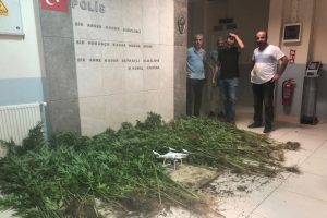 Bursa Gemlik polisi drone ile tespit etti! Tam bin 100 kök