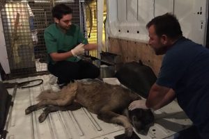 Çuval içinde bulunan köpek kurtarıldı