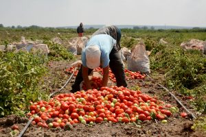 Bursa Karacabey Ovası'nda domates hasadı başladı