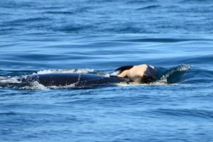 Anne balina ölen yavrusunu sırtında taşıyor