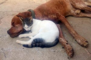 Kedi ve köpeğin dostluğu şaşırtıyor
