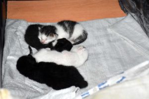 Bursa'da kedi yavruları yatak odasında, kendileri çekyatta yatıyor