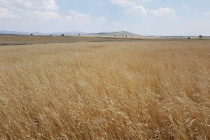 3 bin yıllık siyez buğdayının hasadı yapıldı