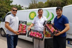 Katar'a ilk pitaya ihracatı yapıldı