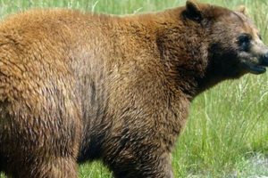 Alaska'da koruma altındaki ayı ve yavruları öldürüldü