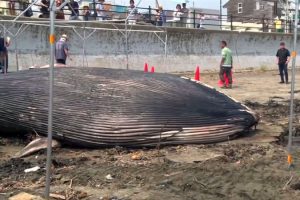 Dev balina Japonya'da karaya vurdu