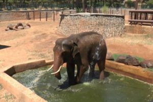 5 tonluk filler suyla serinletiliyor