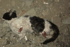 Bursa'da vicdansızlar kedinin dört bacağını da kesti