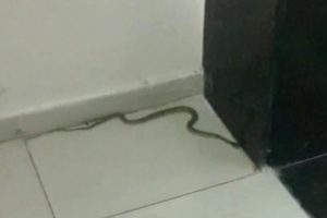 Belediye binasından yılan paniği