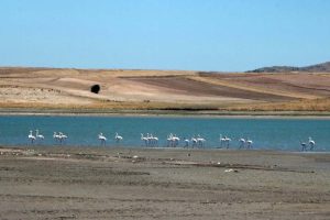 Gelingüllü Barajı flamingolarla renklendi