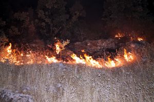 Midyat'ta orman yangını