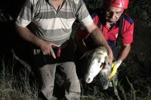 Kuyuya düşen kurbanlık koyunu itfaiye kurtardı