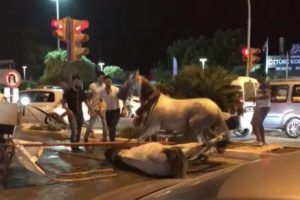 Faytona koşulan at yol ortasında yığıldı, hayvanseverler tepki gösterdi