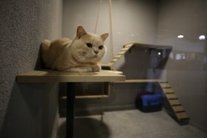 Bursa'nın lüks odalı kedi oteli bayramda dolu
