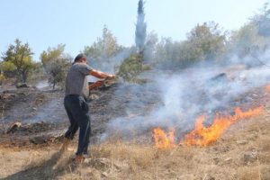 8 hektar fıstık çamı ormanı yandı