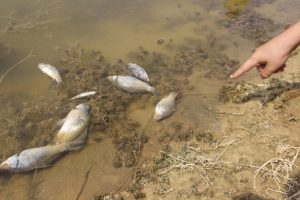 Kütahya'da esrarengiz balık ölümleri