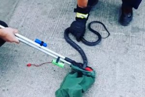Hastane bahçesinde kara yılan yakalandı