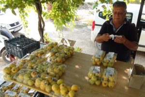 Türkiye'nin ilk guava üreticisi oldu
