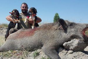 250 kiloluk yaban domuzunu avladı