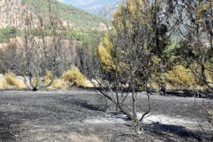 Sivas'ta 7 hektarlık orman yandı