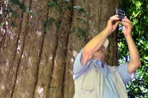 'En yaşlı' porsuk ağacına ziyaretçi akını