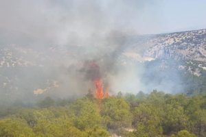 Antalya'da orman yangınında hırsızlık şüphesi