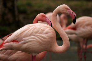 Tuz Gölü'nde yavru flamingo ölümleri korkuttu