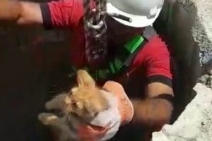Kilis'te kuyuya düşen yavru kedi kurtarıldı