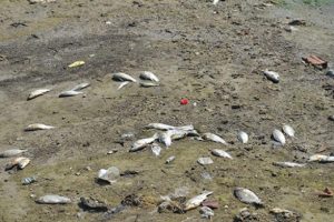 Pamukkale'de balık ölümleri korkuttu