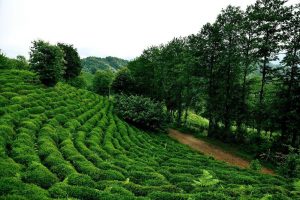 Dünyada çayın merkezi: Sri Lanka
