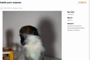 İnternetten yasa dışı maymun satışı