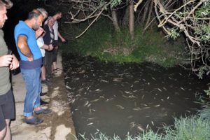 Bursa İnegöl'de 'toplu balık ölümü'